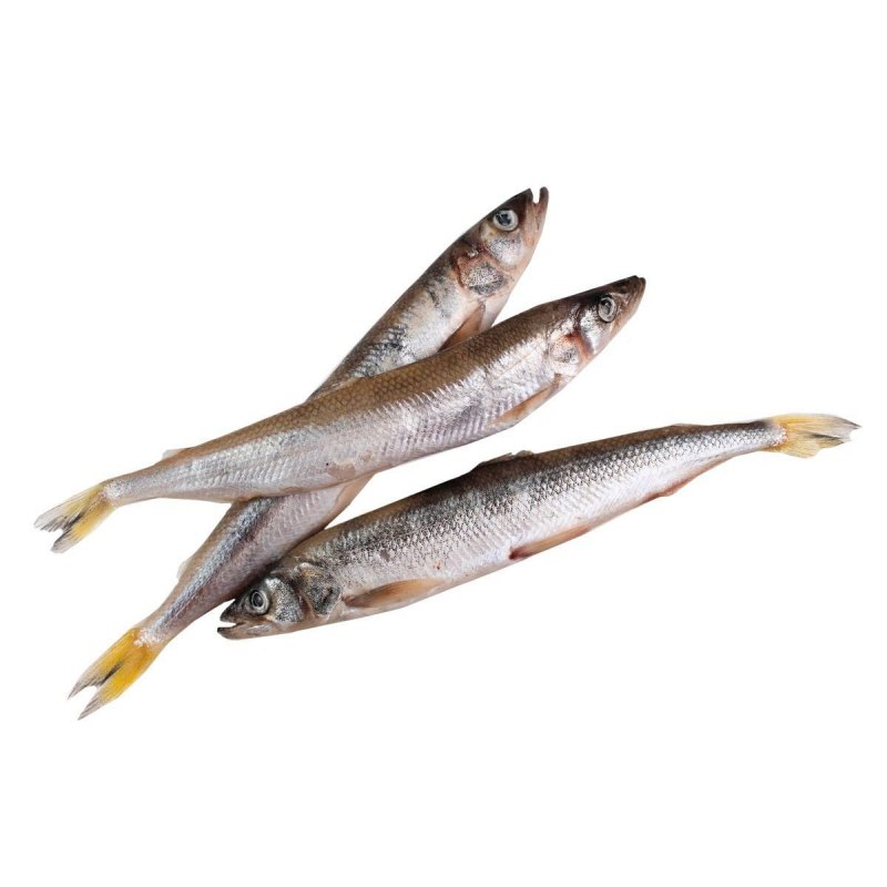 Морская малоротая корюшка
