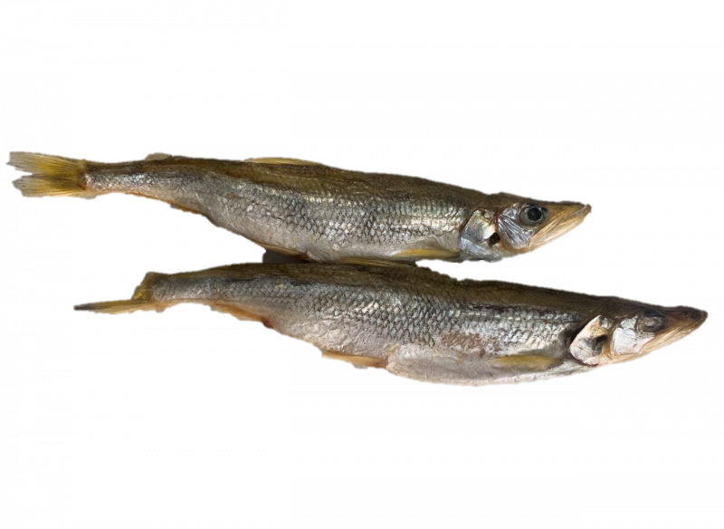Корюшка Балтийская