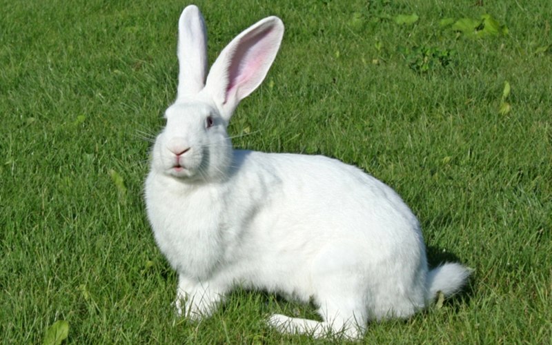 Кролик белый великан (74 фото)