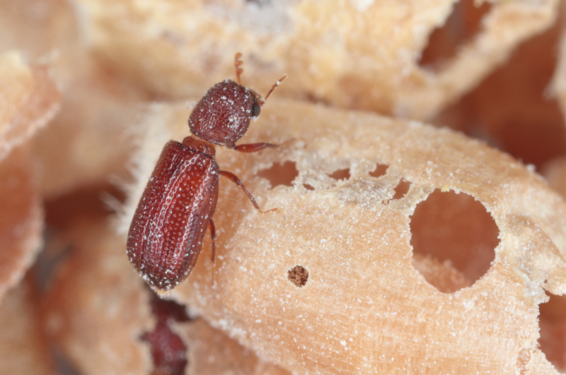 Oryzaephilus surinamensis