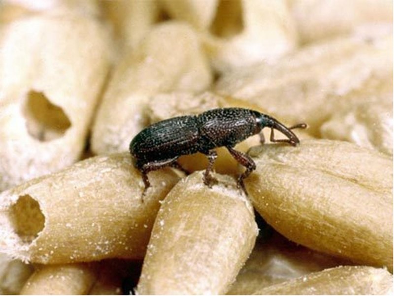Зерновой Точильщик Rhizopertha Dominica