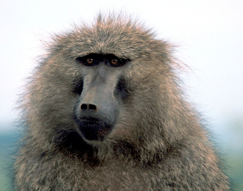 Baboon перевод на русский