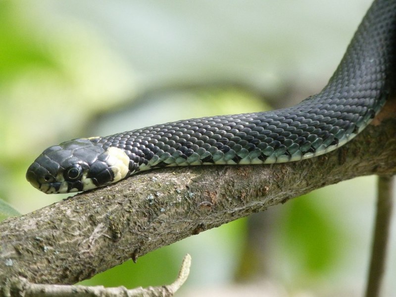 Pseudechis porphyriacus