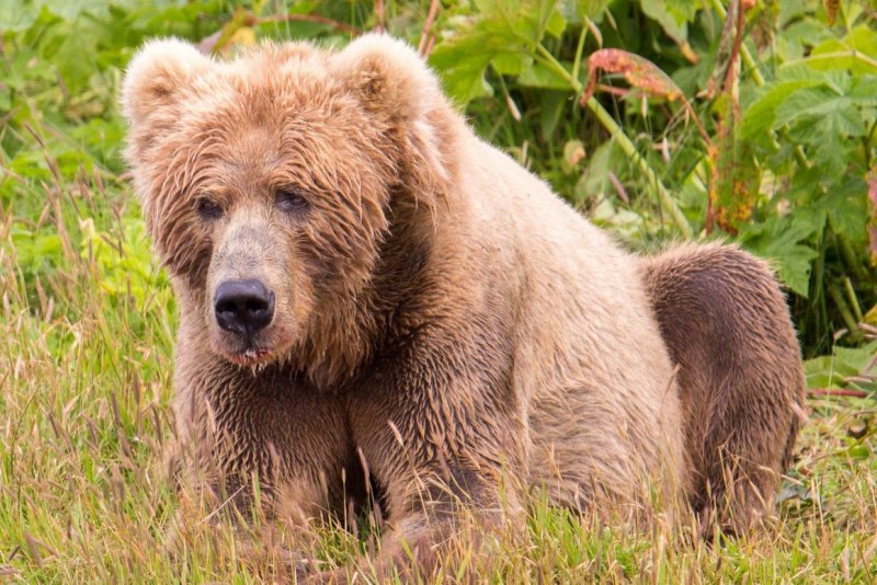Бурый медведь (Ursus arctos)