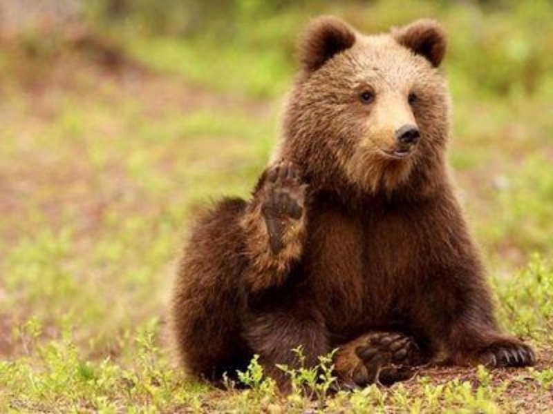 Годовалый Медвежонок