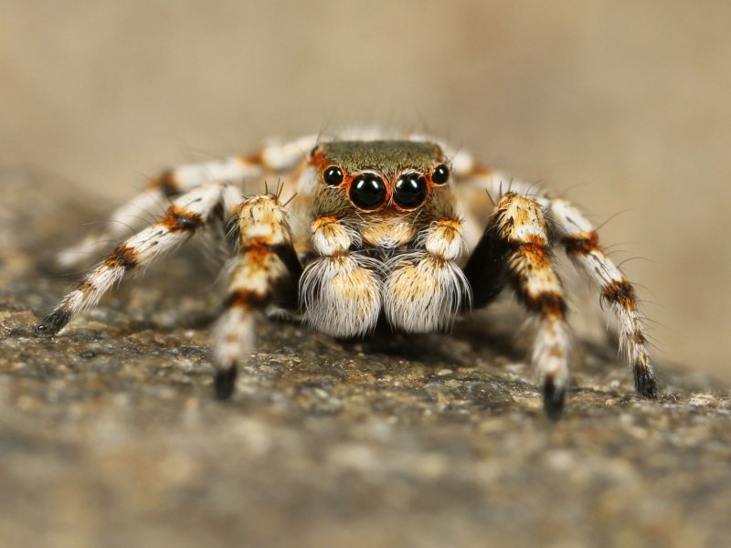 Как выглядит паук тарантул (69 фото)
