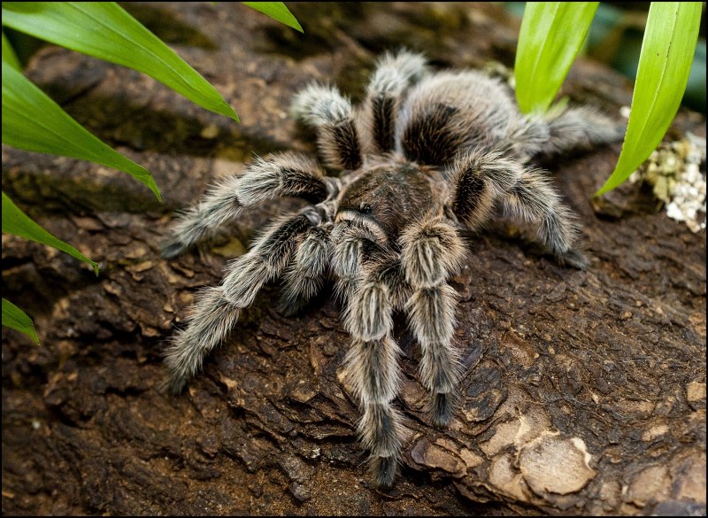 Паук Araneus angulatus