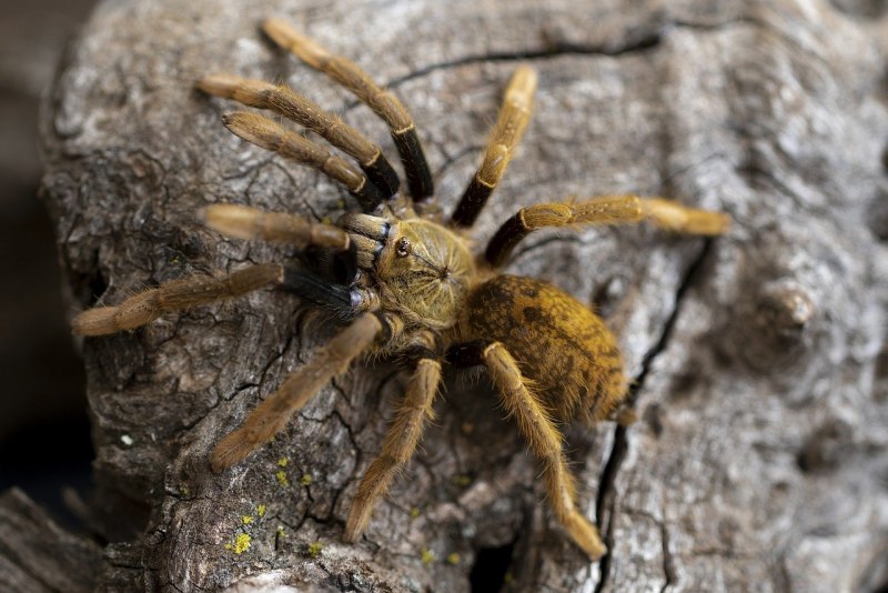 Grammostola aureostriata