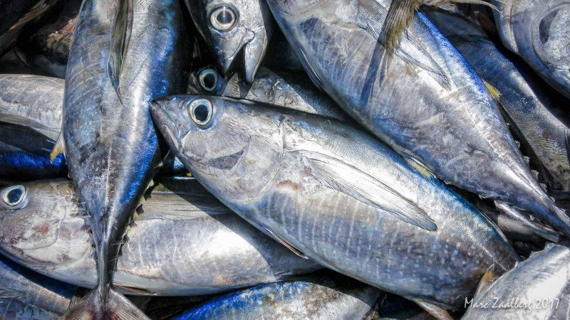 Giant Trevally рыба