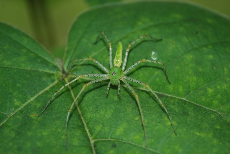 Банановый паук (Micrommata virescens