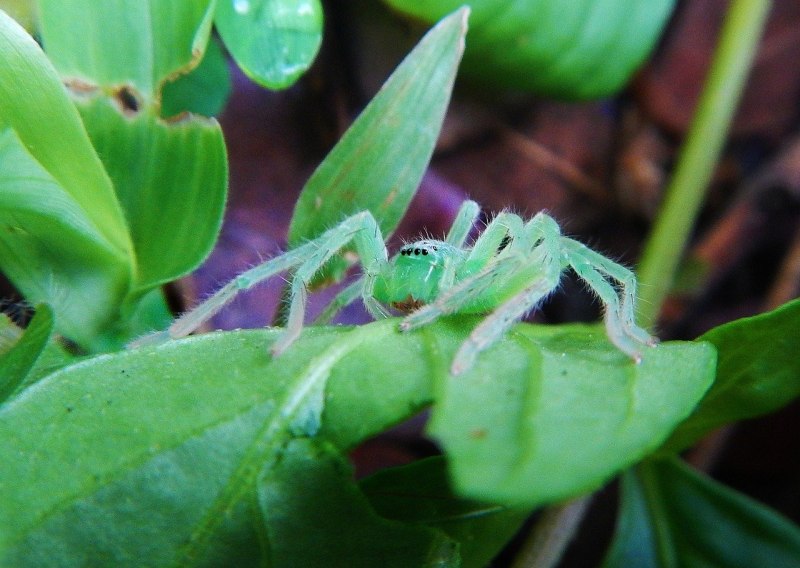 Micrommata virescens (микроммата зеленая