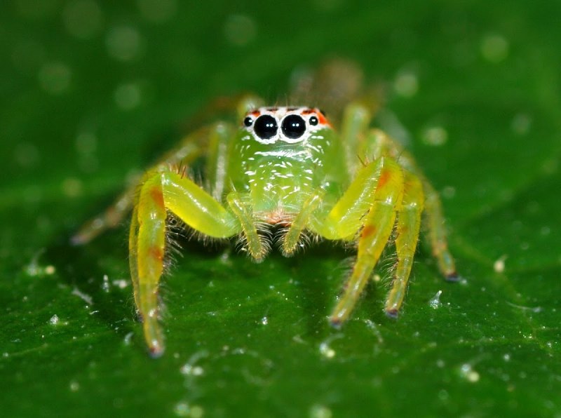 Зеленый паук (60 фото)
