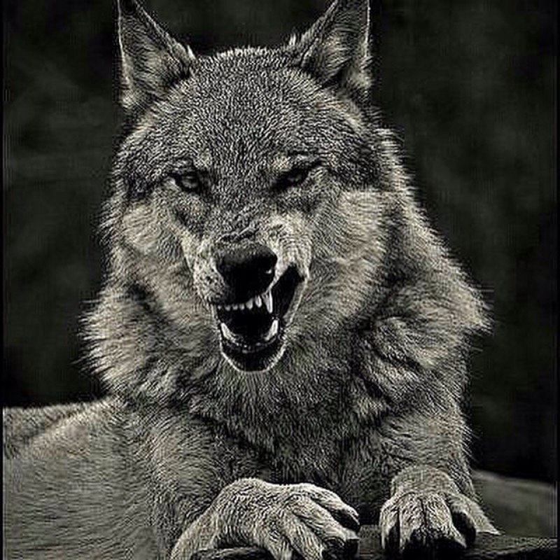 Canis Lupus irremotus