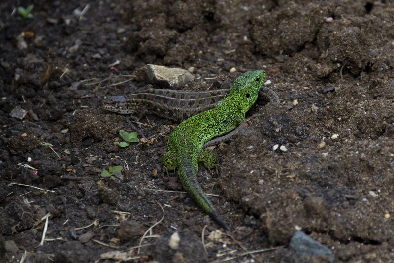 Ящерица прыткая (лат. Lacerta Agilis)