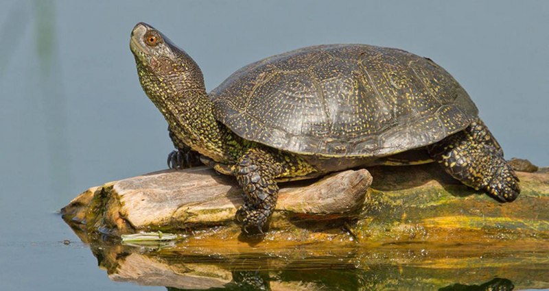 Европейская Болотная черепаха (Emys orbicularis)