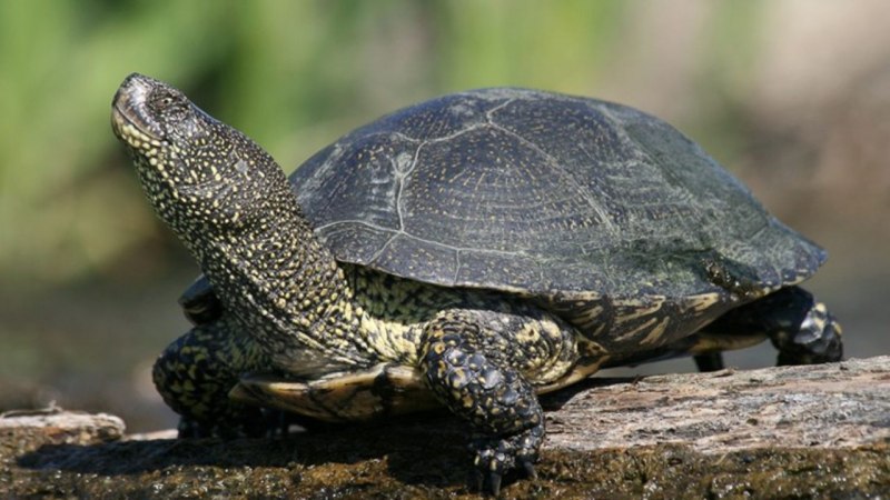 Болотистая черепаха (69 фото)
