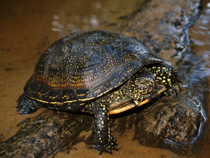 Европейская Болотная черепаха (Emys orbicularis)