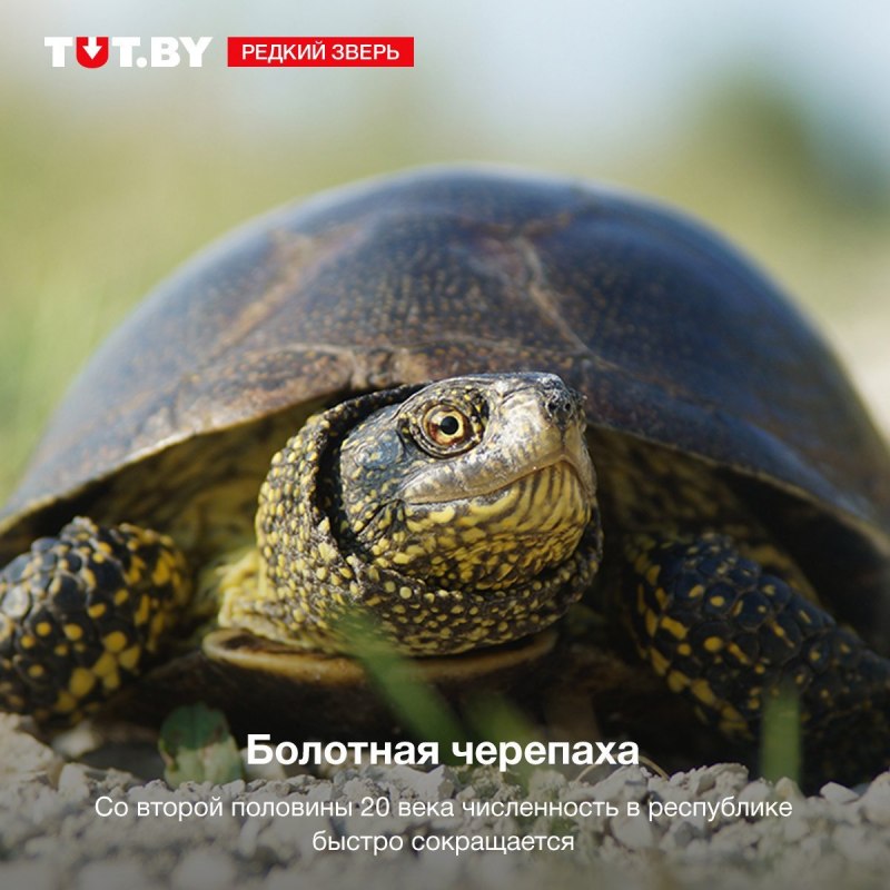 Колхидская Болотная черепаха