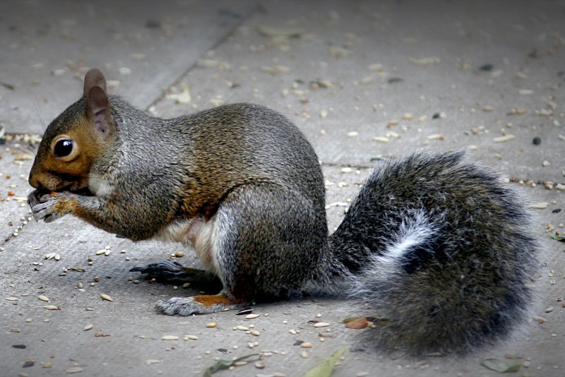 Каролинская (Sciurus carolinensis)