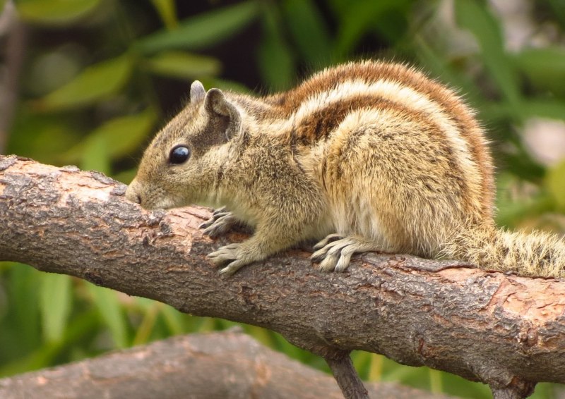 Sciurus igniventris