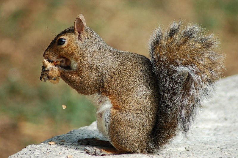 Sciurus Richmondi
