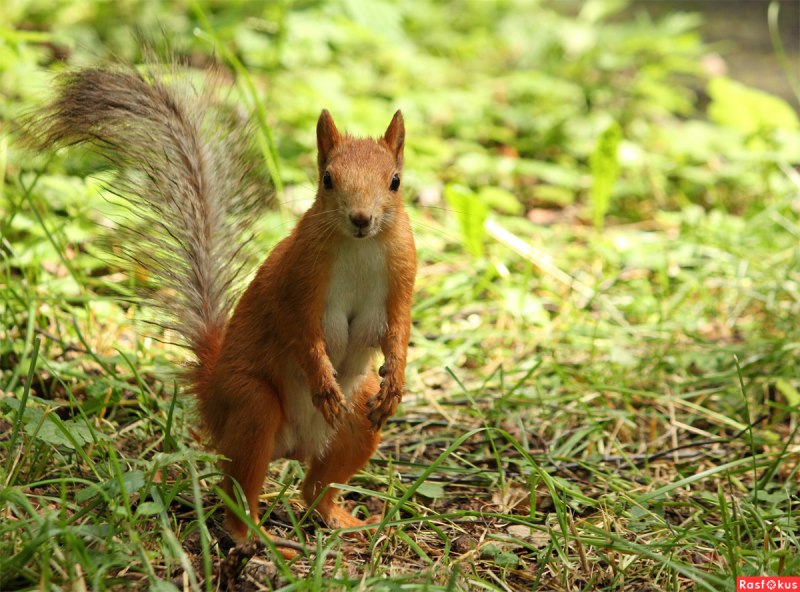 Tamiasciurus hudsonicus