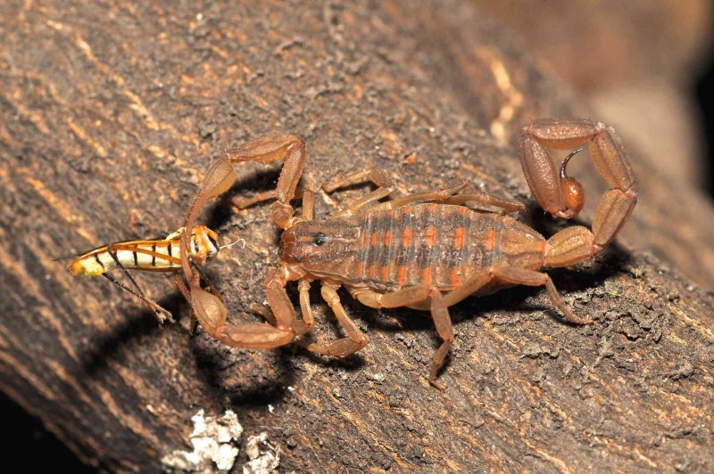 Heterometrus cyaneus