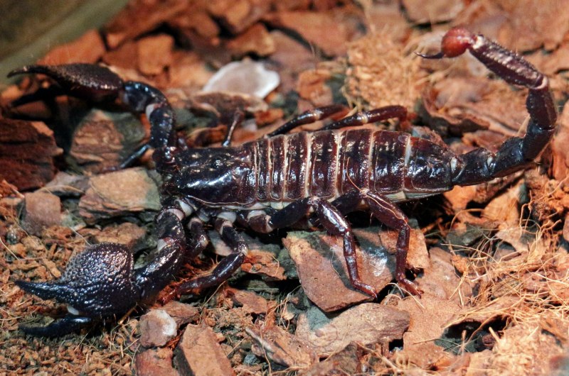 Скорпионы Buthidae
