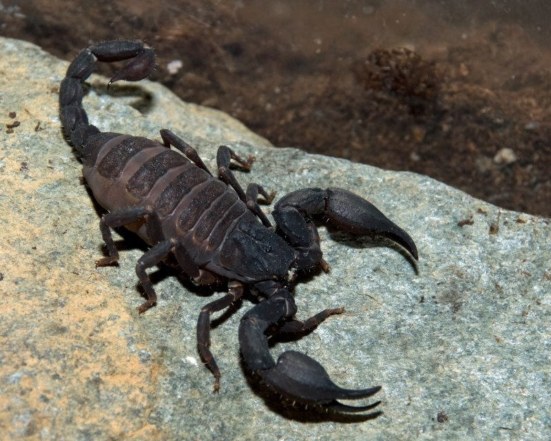 Скорпион Hottentotta