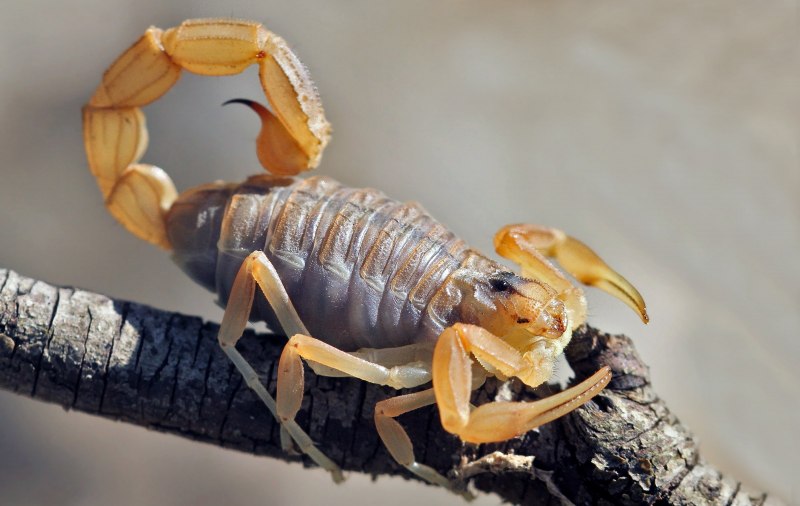 Скорпион Centruroides exilicauda