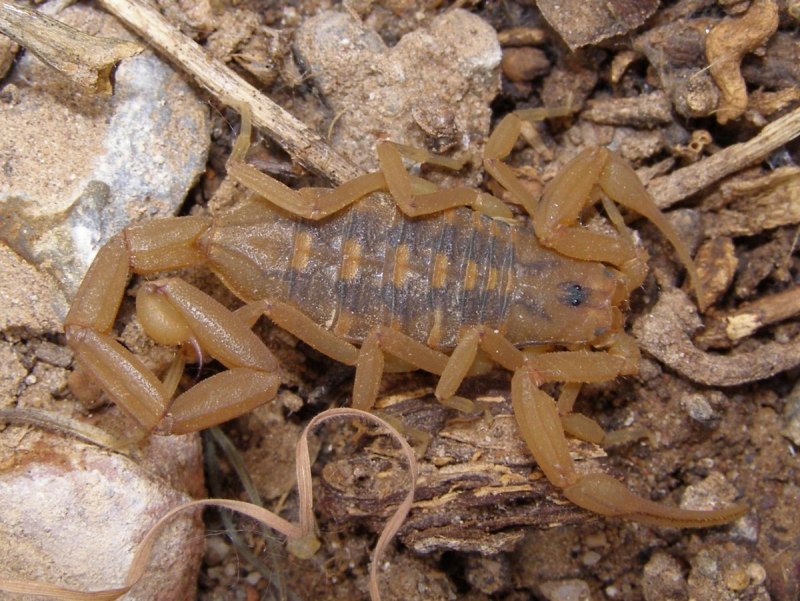 Indian Red Scorpion
