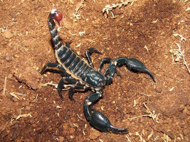 Скорпион Heterometrus petersi