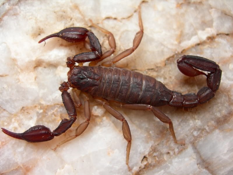 Палестинский Скорпион