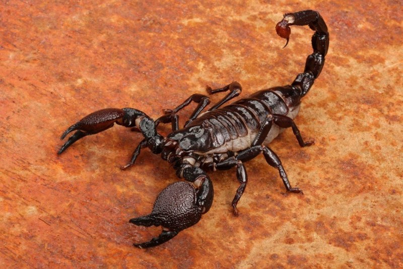 Скорпионы паукообразные