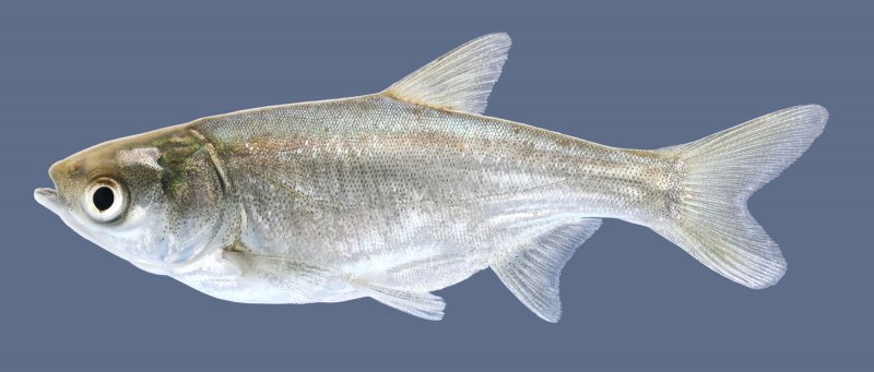 Белый толстолобик Hypophthalmichthys molitrix