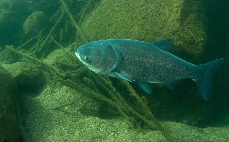 Пёстрый толстолобик Aristichthys Nobilis