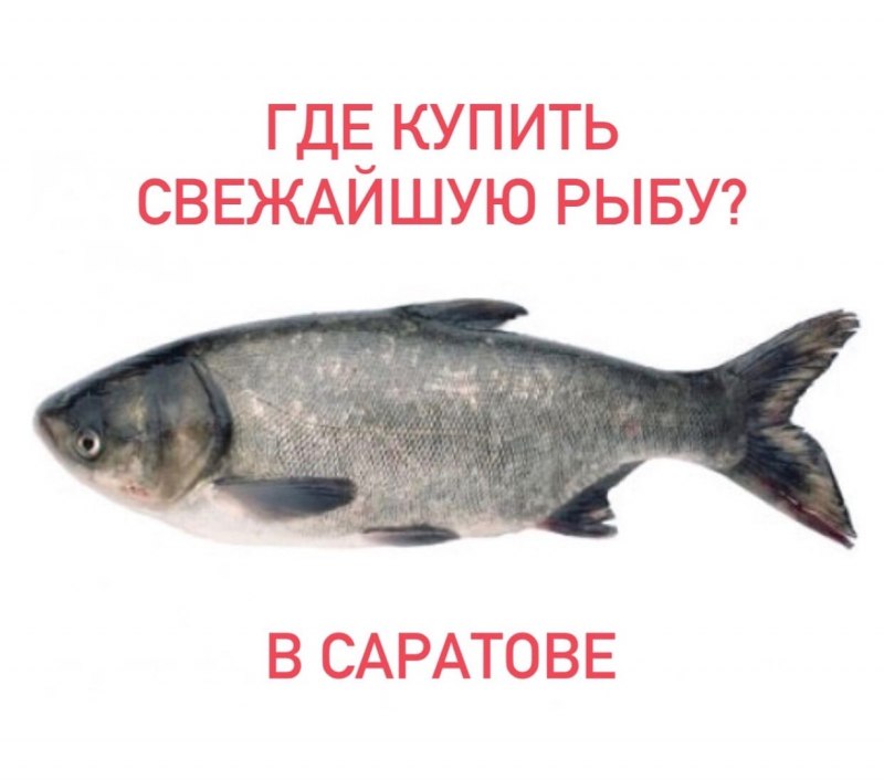 Пестрый толстолобик