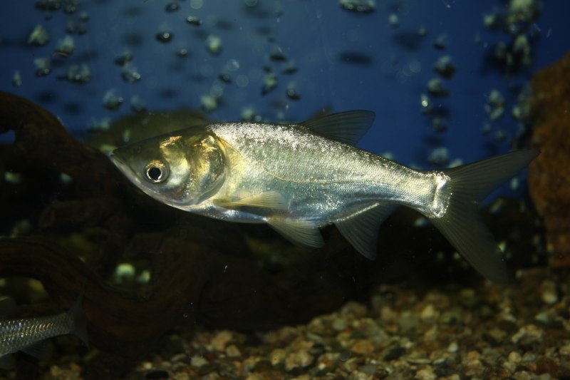 Hypophthalmichthys molitrix