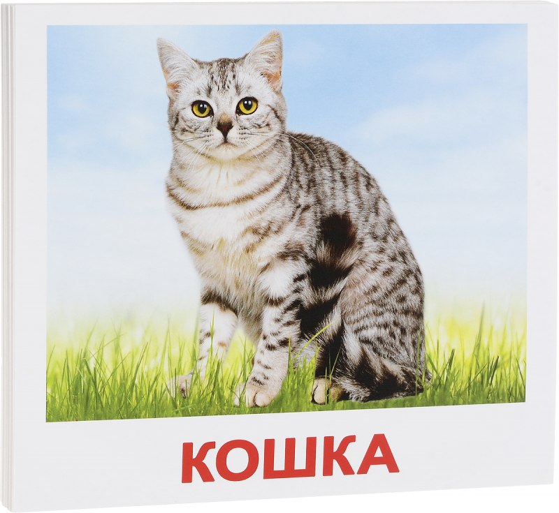 Карточки диких животных