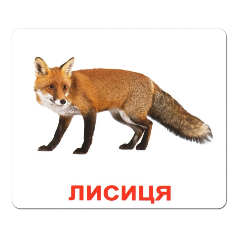 Животные на арабском языке для детей карточки