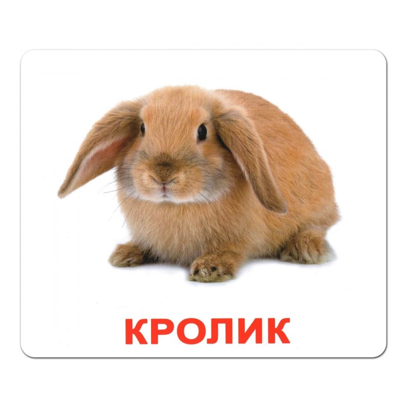 Карточки г Домана Дикие животные