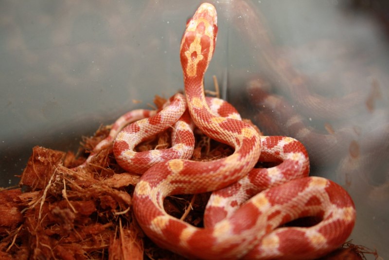 Красная крысиная змея (65 фото)