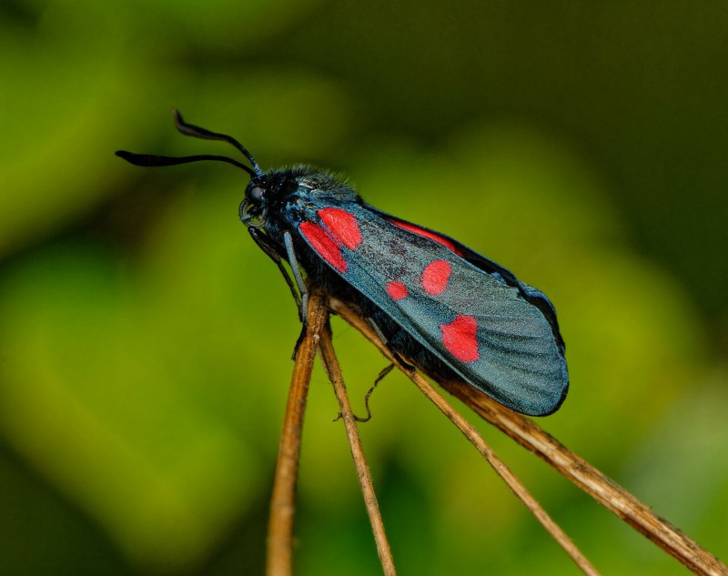 Пестрянка таволговая Zygaena filipendulae