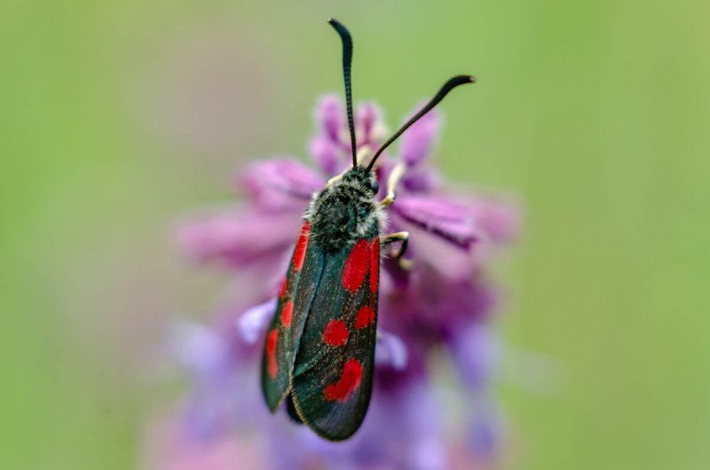 Пестрянка Zygaena