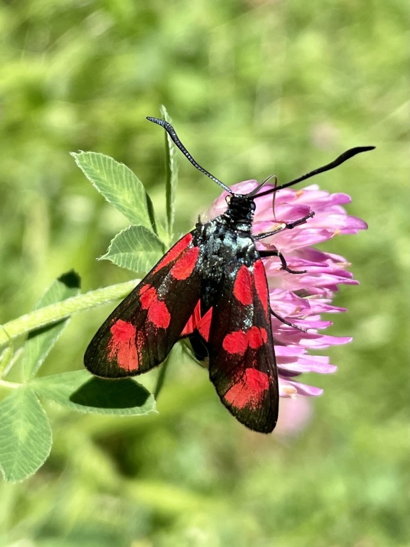 Zygaena osterodensis