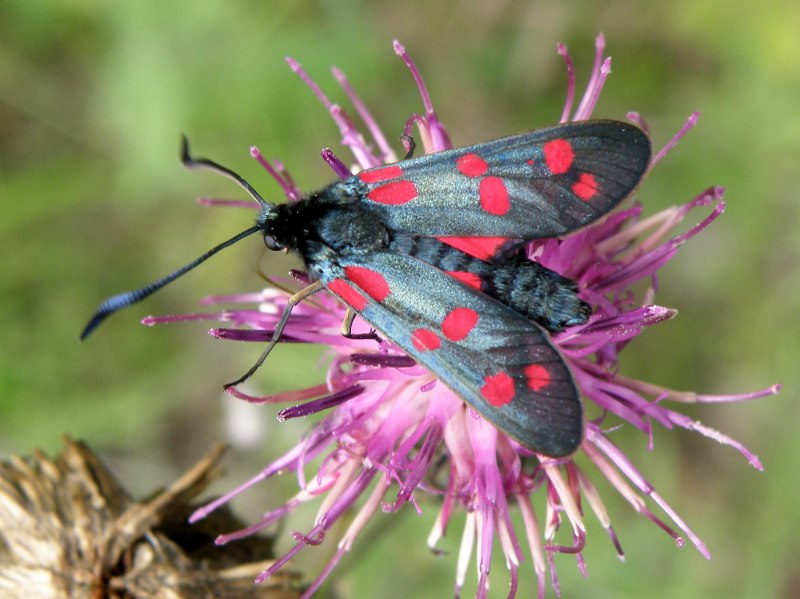 Zygaena lonicerae
