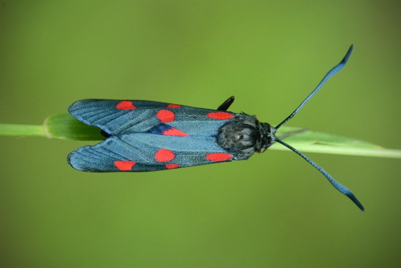 Zygaena lonicerae