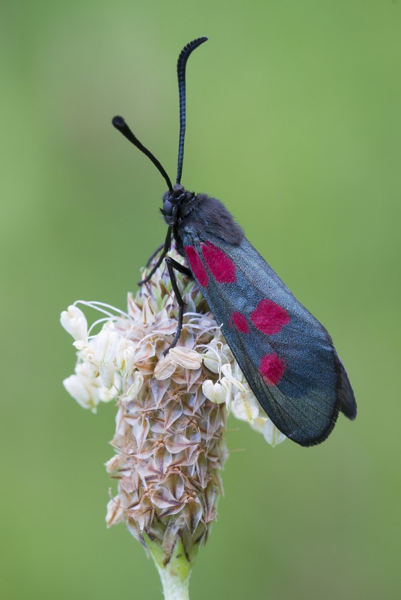 Пестрянка таволговая Zygaena filipendulae