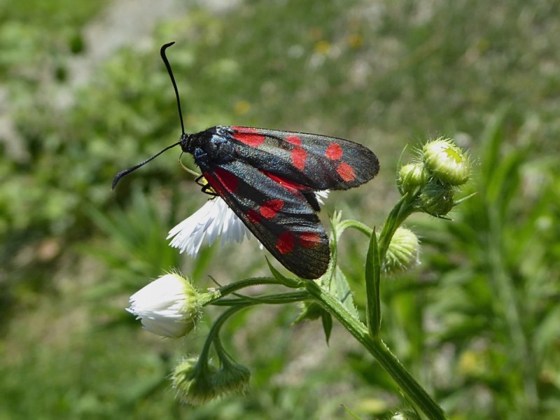 Zygaena filipendulae