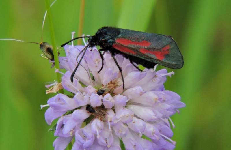 Zygaena osterodensis